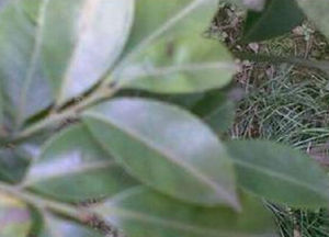 龍陵冬青 龍陵冬青