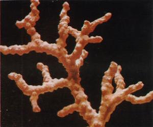 Precious coral