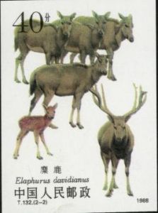 T132W 《麋鹿（無齒）》