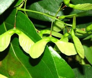 網脈槭(原變種) 網脈槭(原變種)