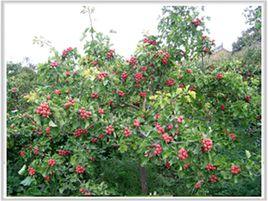 大綿球山楂 大綿球山楂