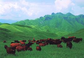 飛水寨南國天山大草園 飛水寨南國天山大草園