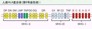 基因複合體 基因複合體