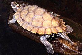 密西西比地圖龜 密西西比地圖龜