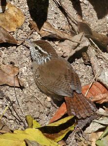 斑臀葦鷦鷯 斑臀葦鷦鷯