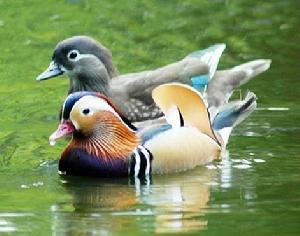 古浪鴛鴦池 古浪鴛鴦池