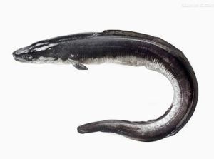 米克氏康吉鰻 米克氏康吉鰻