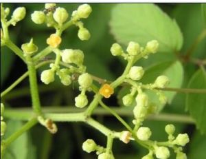 毛烏蘞莓 毛烏蘞莓