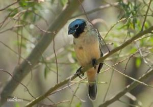 黑喉食籽雀 黑喉食籽雀