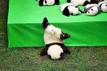 這張照片入選時代周刊2016年度圖片