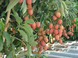 壩丘田自然村荔枝種植