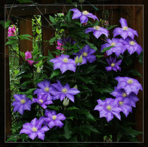 鐵線蓮內絲白粉菌 鐵線蓮內絲白粉菌