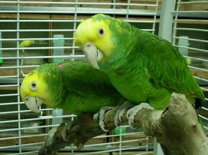 雙黃頭亞馬遜鸚鵡