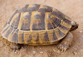 希臘陸龜 希臘陸龜