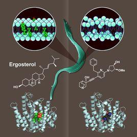 谷丙轉氨酶穀草轉氨酶 谷丙轉氨酶穀草轉氨酶