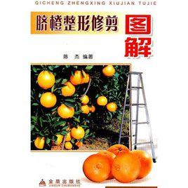 臍橙整形修剪圖解 臍橙整形修剪圖解