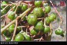 鼻涕果[鼻涕果]