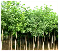 木本植被 木本植被