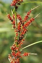 紫鞘薹草 紫鞘薹草