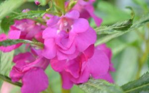 斯格瑪狀鳳仙花 斯格瑪狀鳳仙花