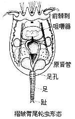 偏斜鉤狀狹甲輪蟲 偏斜鉤狀狹甲輪蟲