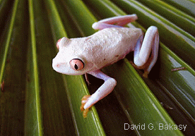 白化紅眼樹蛙 白化紅眼樹蛙