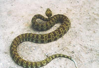 莽山烙鐵頭蛇 莽山烙鐵頭蛇