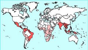 登革出血熱 登革出血熱