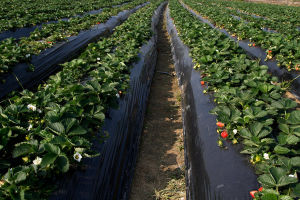 上莊翠湖旅遊觀光農業園 上莊翠湖旅遊觀光農業園