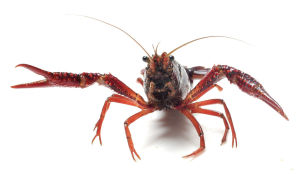 Procambarus clarkii