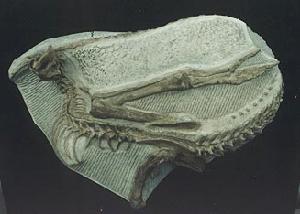 勞氏靈龍 勞氏靈龍