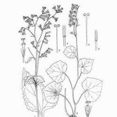 披針葉蟹甲草 披針葉蟹甲草