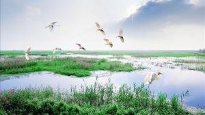 洪澤農場鳥類自然保護區 洪澤農場鳥類自然保護區