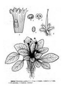 裂檐苣苔 裂檐苣苔