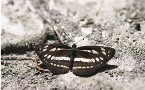 娑環蛺蝶 娑環蛺蝶