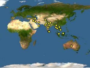 肉垂麥雞分布圖