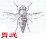 馬胃蠅