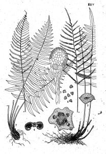 華東瘤足蕨 華東瘤足蕨