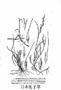日本亂子草 日本亂子草