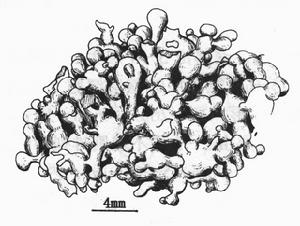 聚集腔節藻 聚集腔節藻