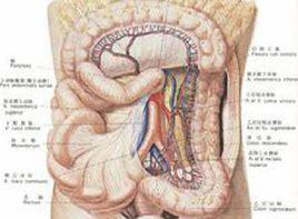 腸蠕動減慢 腸蠕動減慢