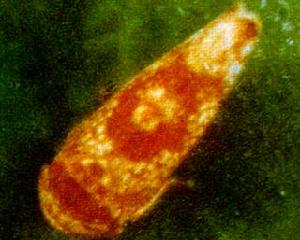 桑樹擬菱紋葉蟬 桑樹擬菱紋葉蟬