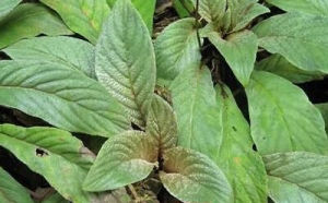 黃花馬鈴苣苔 黃花馬鈴苣苔