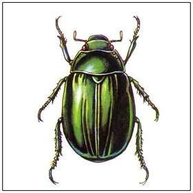 銅綠星花金龜 銅綠星花金龜