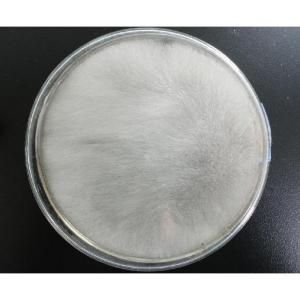 散布毛霉 散布毛霉