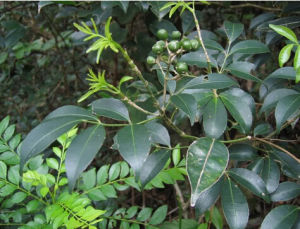 大籽山香圓 大籽山香圓