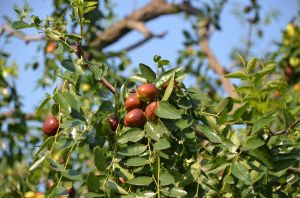 博陵大棗觀光園 博陵大棗觀光園