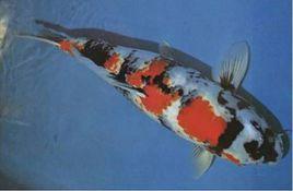 昭和三色 昭和三色