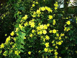 黃馨[木犀科植物]