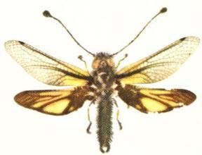 脈翅目蝶角蛉科 脈翅目蝶角蛉科